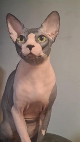 Figaro